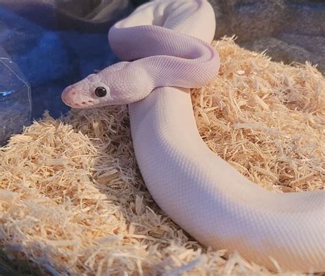 The Blue Eyed Leucistic Ball Python Care Sheet - The Reptile Bay