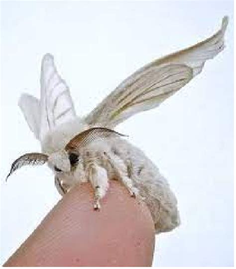 Bombyx mori | Insect Wiki | Fandom