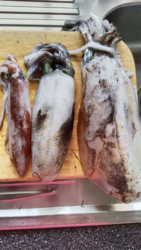 Moreton Bay report - Fishing Monthly