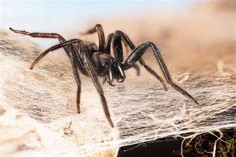 Tube Web Spider, Green-fanged Tube Web Spider, Segestria Florentina Stock Photo - Image of plant ...