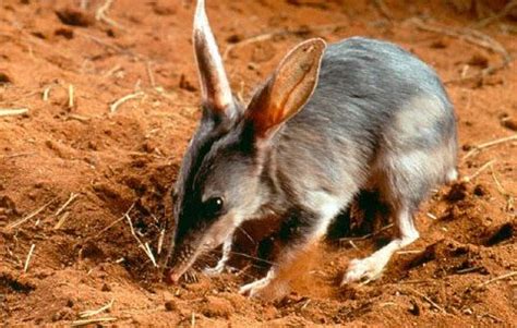 greater bilby  animal facts appearance habitat diet behavior