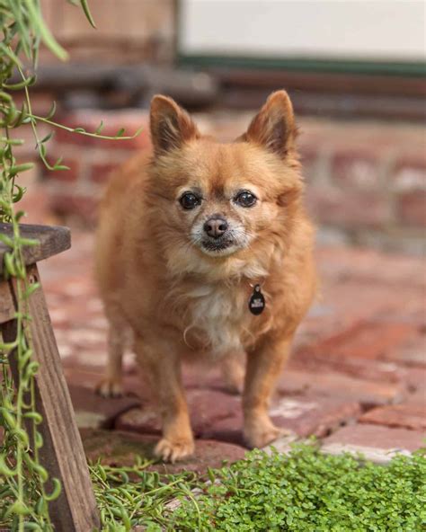 Chihuahua Mixes: 53 Cutest Crossbreeds You'll Want to Adopt!