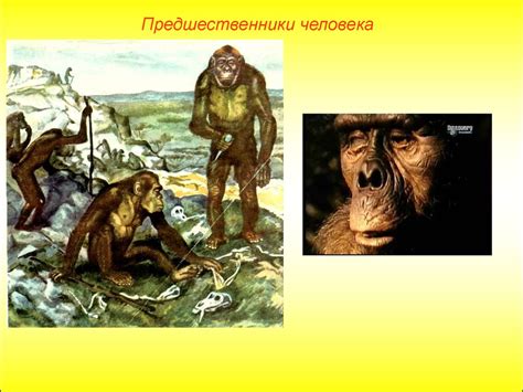 Предшественники человека - презентация онлайн