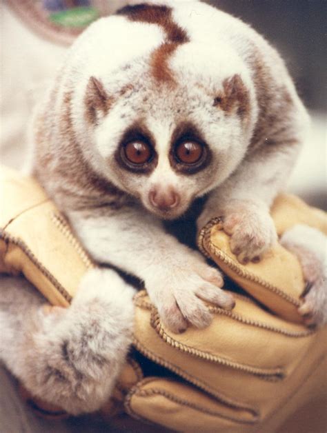TIL the Slow Loris is the only venomous primate, having venom both in ...