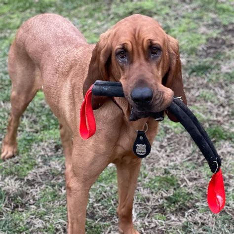 16 Amazing Facts About Bloodhounds You Probably Never Knew - BuzzSharer.com