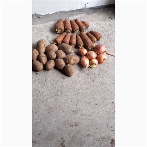 Продаем оптом картофель в Косшы — Agro-Kazakhstan