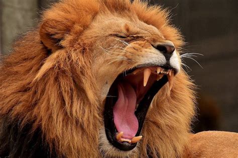 35 REAL Examples of Carnivores (With Pictures) - Wildlife Informer