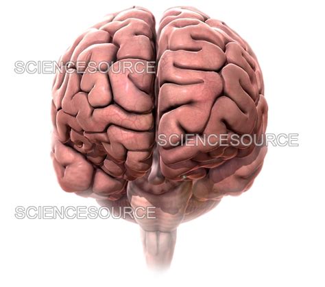 human brain anterior view stock image science source images