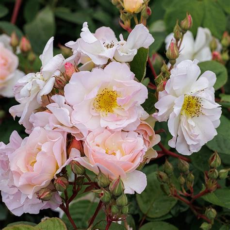 Buy rose Penelope (shrub) Rosa 'Penelope': Delivery by Waitrose Garden