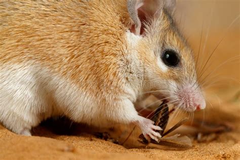 Rato É Animal Ou Inseto - O Rato Espinhoso Fêmea Do Close-up Come O Inseto Na Areia Foto de Stock ...