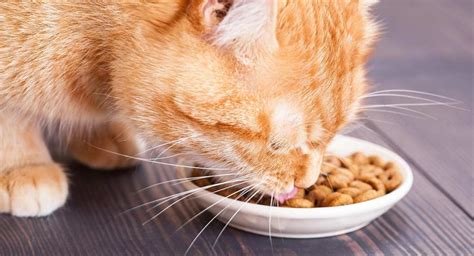 The Best Fussy Cat Food - Nutrition For Picky Eaters