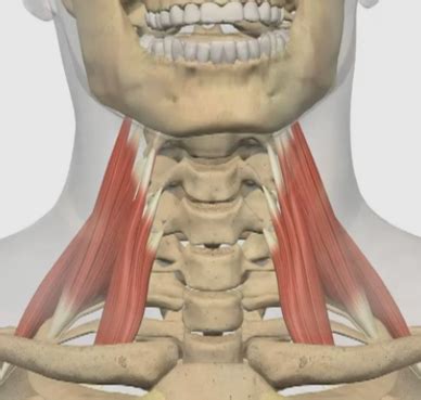 6. 사각근(Scalene muscle)의 단축평가와 치료(근에너지기법-MET) : 네이버 블로그
