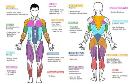 exercises   muscle group
