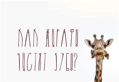 Font Giraffe: download and install on the WEB site