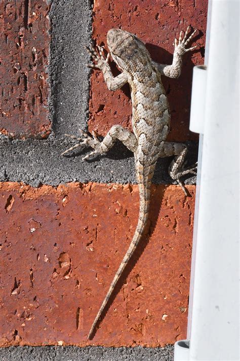Eastern Fence Lizards... - Southern Piedmont Natural History