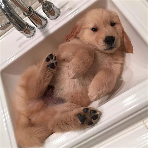 Aww so cute 😍 : awwwtf