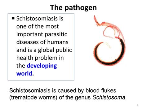 Schistosomiasis - online presentation