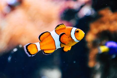 200 best fish puns and fish jokes for fin-tastic fun - Growing Family