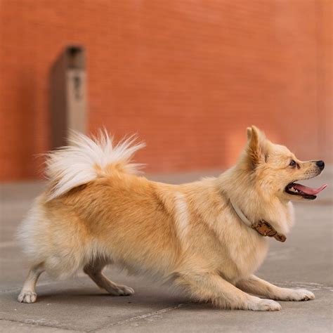 Are Teacup Dogs Good Pets