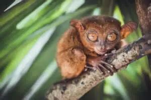 Tarsier - Worldwide Nature