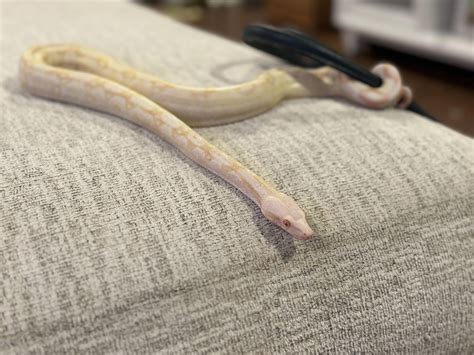 Help identify : r/snakes