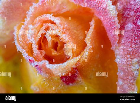 Garden roses with hoarfrost Stock Photo - Alamy