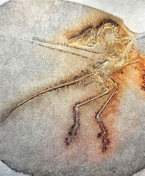 1000+ images about Fossils on Pinterest
