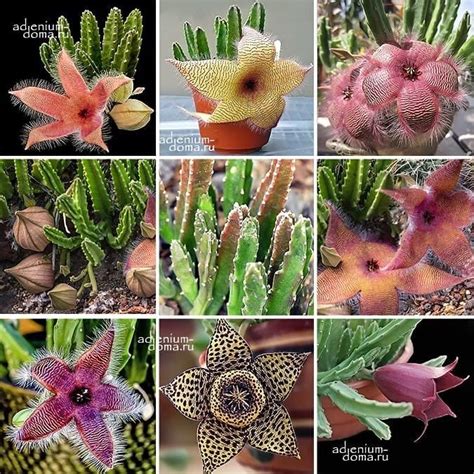 Stapelia MIXED (Стапелия): купить 2 семени c доставкой почтой 🌸 Адениум ...
