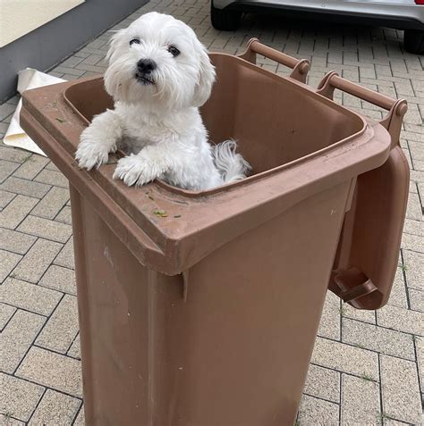 Dog Maltese Westi - Free photo on Pixabay - Pixabay