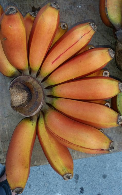 Pisang Raja Udang