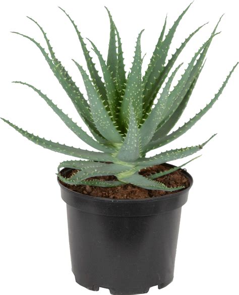 Aloe Arborescens - Cacti Youngplants