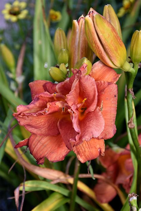 Double Moses Fire Daylily (Hemerocallis 'Double Moses Fire') in Boston ...