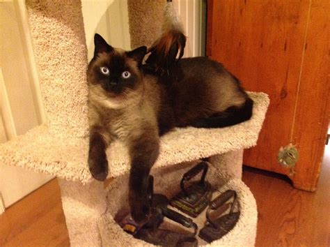 Beautiful Teddie Bear, my seal point siamese cat