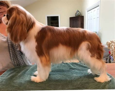 10 best cavalier king charles spaniel haircuts – Artofit