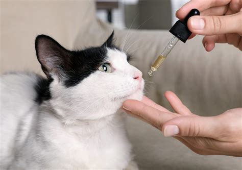 5 Home Remedies for Cat UTI to Relieve Pain | The Pet Institute