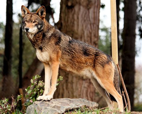 The beautiful and critically endangered red wolf : r/pics