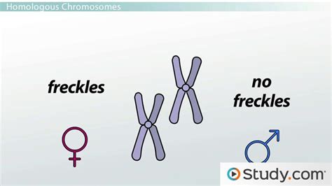 The Genetic Makeup Of An Organism - Mugeek Vidalondon