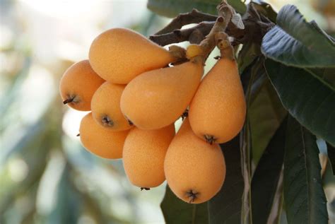 loquat grow a garden 6