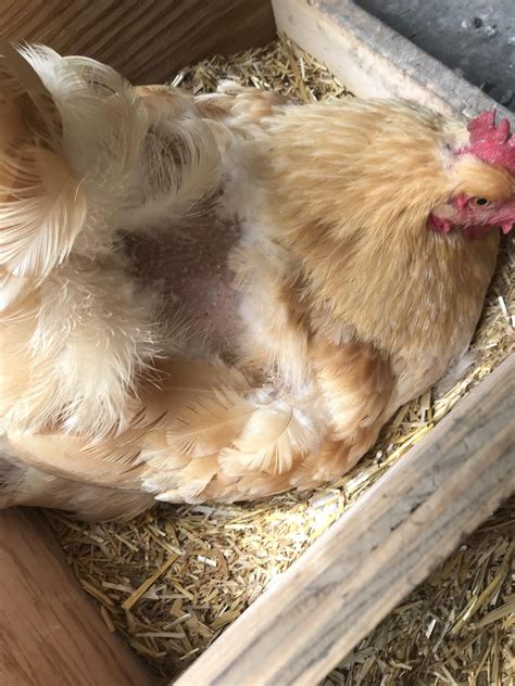 How to Stop Rooster from Mounting Hens? – Beasts Loco