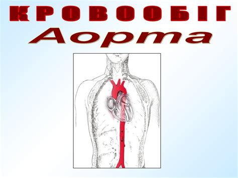 Кровообіг. Велике і мале коло - online presentation