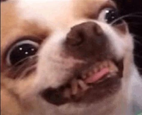 Собака мем | Funny animals, Cute dogs, Dogs