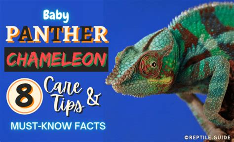 Baby Panther Chameleon: Cost, Diet, Growth Chart & More