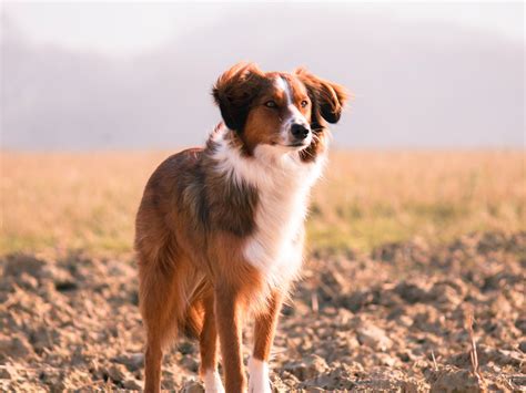 dog bee sting face 8