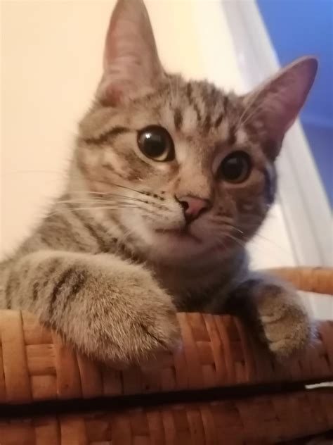 Кошенята, хлопчики та дівчинка: 50 грн. - Коти Львів на Olx