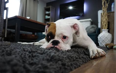 how to feed a dog that won't eat