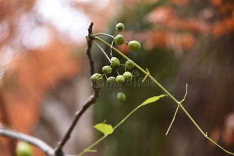 Chinaberry Fruits and Leaves. Stock Image - Image of azedarach, leaves ...