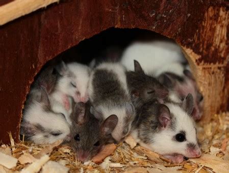 images mouse animal cute mammal whisker hamster rodent