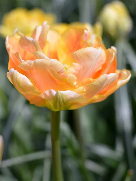 Tulip Charming Beauty® | DutchGrown™ | Top Quality Tulips For Sale