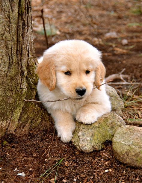 Download Golden Retriever Stick Puppy Picture | Wallpapers.com