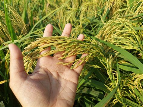 Tin tức - AgriJapanVN